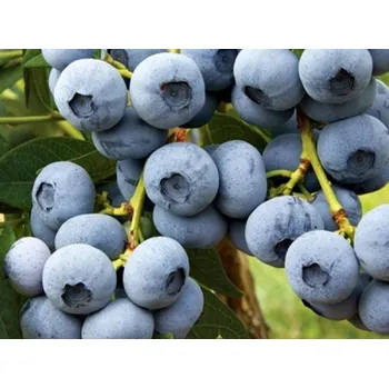 Sazenice Kanadská borůvka 'Calypso' Balení: kontejner p9