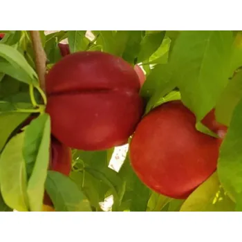 Sazenice Nektarinka 'Late Love'- kontejner Balení: kontejner C2