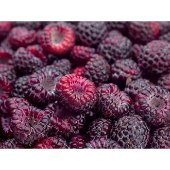 Sazenice Maliník 'Glen Coe' Balení: kontejner C2