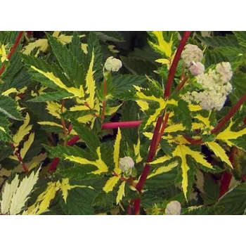 Sazenice Tužebník jilmový 'Variegata' - Filipendula ulmaria 'Variegata' Balení: kontejner p11