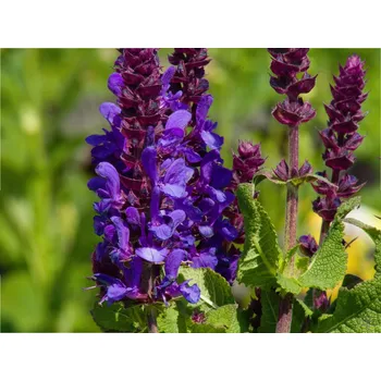 Sazenice Šalvěj hajní 'Blue Marvel' - Salvia nemorosa 'Blue Marvel' Balení: kontejner p9