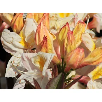 Sazenice Azalka 'Silver Slipper' Balení: kontejner C2