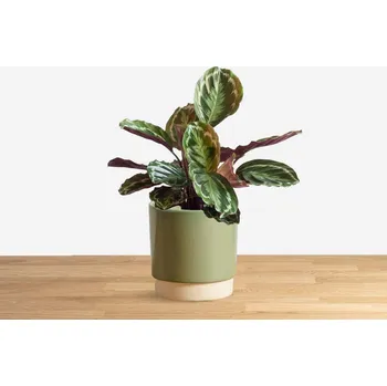 Sazenice DMP Calathea Medallion 'S' 14 cm