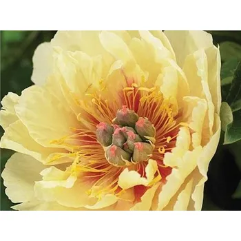 Sazenice Pivoňka itoh 'Garden Treasure' - Paeonia itoh 'Garden Treasure' Balení: kontejner C2