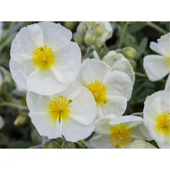 Party dekorace Devaterník x hybridum 'The Bride' - Helianthemum x hybridum 'The Bride' Balení: kontejner p11