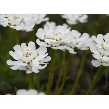 Sazenice Iberka vždyzelená 'Fischbeck' - Iberis sempervirens 'Fischbeck' Balení: kontejner p11