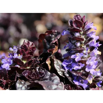 Sazenice Zběhovec plazivý 'Black Scallop' (EU22637) - Ajuga reptans 'Black Scallop' Balení: kontejner p9