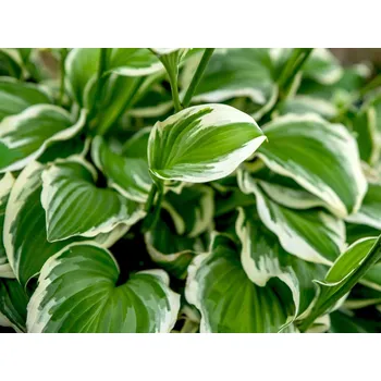 Sazenice Bohyška 'Francee' - Hosta 'Francee' Balení: kontejner p12