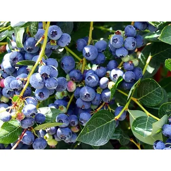 Sazenice Kanadská borůvka 'Top Hat' Balení: kontejner p9