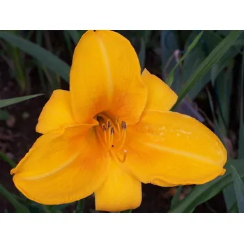 Sazenice Denivka 'Chicago Sunrise' - Hemerocallis 'Chicago Sunrise'