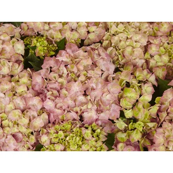 Sazenice Hortenzie velkolistá 'Sweet Lips®'