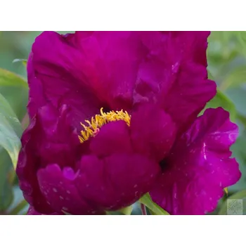 Sazenice Pivoňka dřevitá 'Vínová jednoduchá'