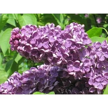 Sazenice Šeřík obecný 'Amethyst' Balení: kontejner p9