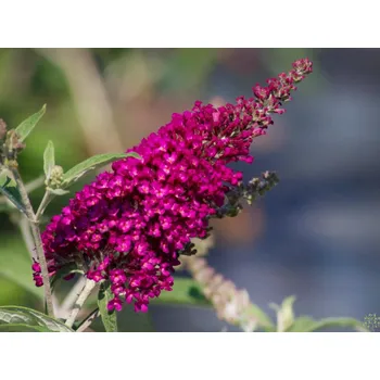 Sazenice Komule Davidova 'Sugar Plum' Balení: kontejner p9