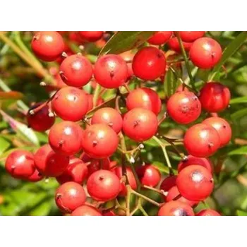 Sazenice Hlohyně šarlatová 'Red Cushion'