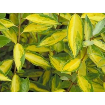 Sazenice Hlošina Ebbingeova 'Limelight' Balení: kontejner C10