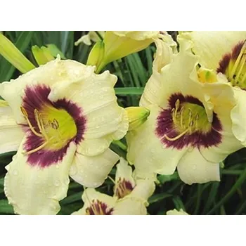 Sazenice Denivka 'Pandora's Box' - Hemerocallis 'Pandora's Box' Balení: kontejner C2