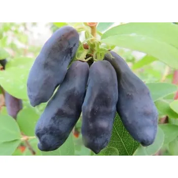 Sazenice Zimolez kamčatský 'Blue Banana' Balení: kontejner p9