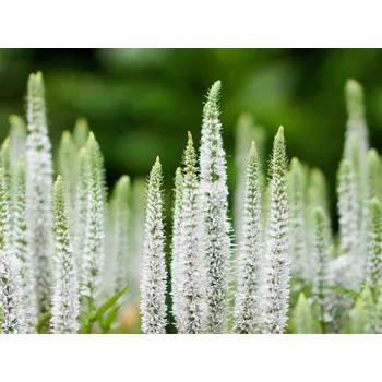 Sazenice Rozrazil klasnatý 'Snow Candles' - Veronica spicata 'Snow Candles' Balení: kontejner p11