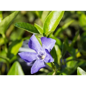 Sazenice Barvínek menší - Vinca minor Balení: kontejner p9