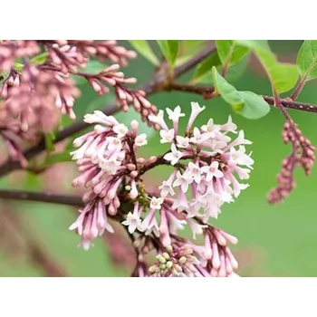 Sazenice Šeřík junanský 'Rosea'