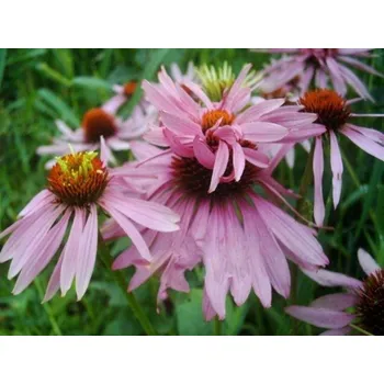 Sazenice Třapatka nachová 'Doppeldecker' - Echinacea purpurea 'Doppeldecker' Balení: kontejner p9