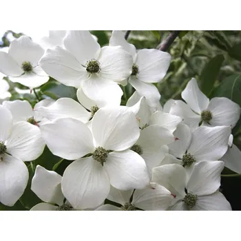 Sazenice Dřín japonský 'Wieting's Select' Balení: kontejner C5, Tvar: výška 30-40 cm