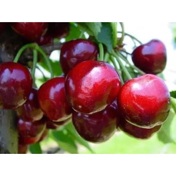 Sazenice Třešeň 'Starking Hardy Giant' - kontejner Balení: kontejner, Podnož: mahalebka