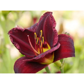 Sazenice Denivka 'Starling' - Hemerocallis 'Starling'