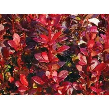 Sazenice Dřišťál Thunbergův 'Red Compact' Balení: kontejner p9