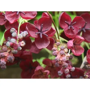 Sazenice Akébie pětičetná Balení: kontejner C2