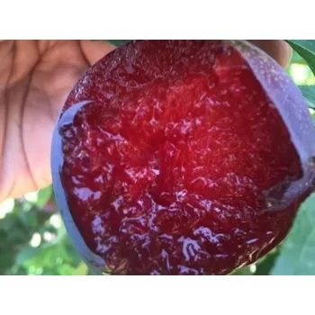 Sazenice Japonská švestka 'Red Lure' - kontejner Balení: kontejner C2