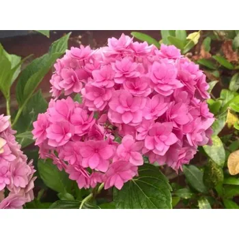 Sazenice Hortenzie velkolistá You & Me 'Together' Balení: kontejner p12