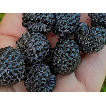 Sazenice Maliník 'Megan' Balení: kontejner p9