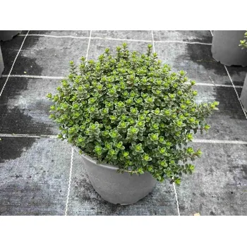 Sazenice Mateřídouška citrónová - Thymus citriodorius Balení: kontejner p14