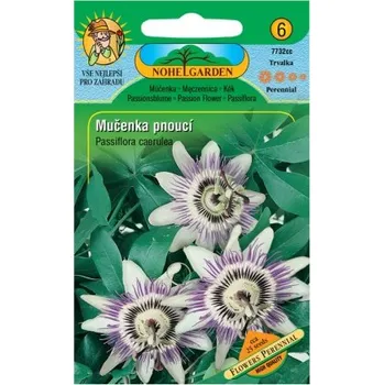 Semeno NOHEL GARDEN a.s. MUČENKA PNOUCÍ - ORANŽOVÁ 0.2 g EXP. 12/2025