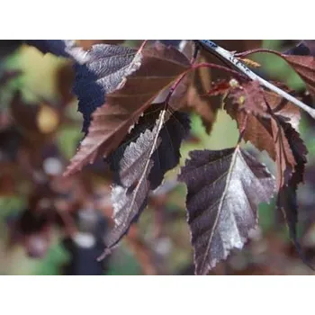 Sazenice Bříza bělokorá 'Royal Frost' Balení: kontejner p14