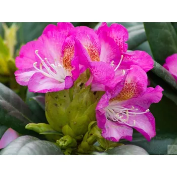 Sazenice Rododendron 'Kazimierz Odnowiciel/Royal Violet' Balení: kontejner C5