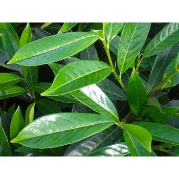 Sazenice Bobkovišeň lékařská 'Caucasica' Balení: kontejner p9