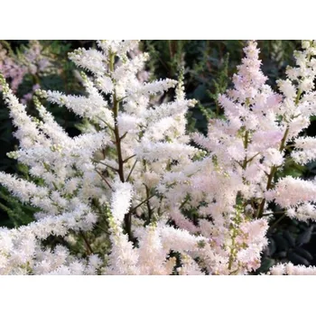 Sazenice Čechrava Arendsova 'Bumalda' - Astilbe x arendsii 'Bumalda' Balení: kontejner C2