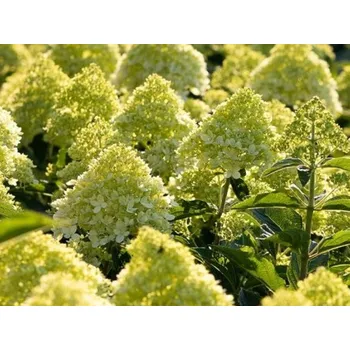 Sazenice Hortenzie latnatá Living 'Cotton Cream'® Balení: kontejner C3