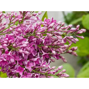 Sazenice Šeřík čínský 'Saugeana' Balení: kontejner C5, Tvar: výška 60-80 cm