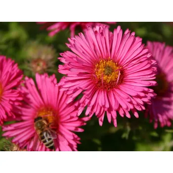 Sazenice Hvězdnice novoanglická 'Alma Pötschke' - Aster novae-angliae 'Alma Pötschke' Balení: kontejner p11