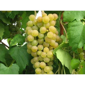 Sazenice Réva vinná 'Marquis' Balení: kontejner C2