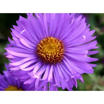 Sazenice Hvězdnice novoanglická 'Barrs Blue' - Aster novae-angliae 'Barrs Blue' Balení: kontejner p11