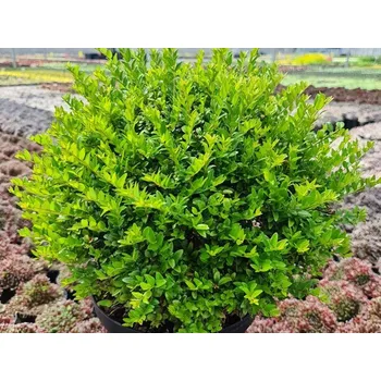 Sazenice Zimolez lesklý Garden Clouds 'Green Breeze' Balení: kontejner p9