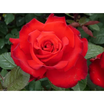 Sazenice Růže 'Grande Amore®' Balení: kontejner C2