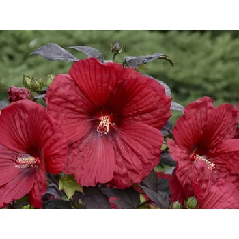 Sazenice Ibišek bahenní SUMERIFIC® 'Holy Grail'- Hibiscus SUMMERIFIC® 'Holy Grail' Balení: kontejner C2
