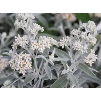 Sazenice Komule Davidova 'Silver Anniversary' Balení: kontejner C3