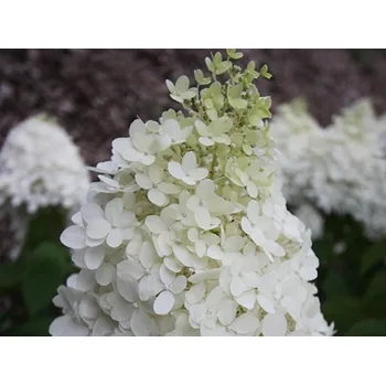 Sazenice Hortenzie latnatá 'Polar Bear' Balení: kontejner C3